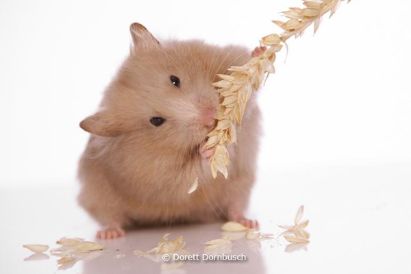 Hamster frisst Getreide